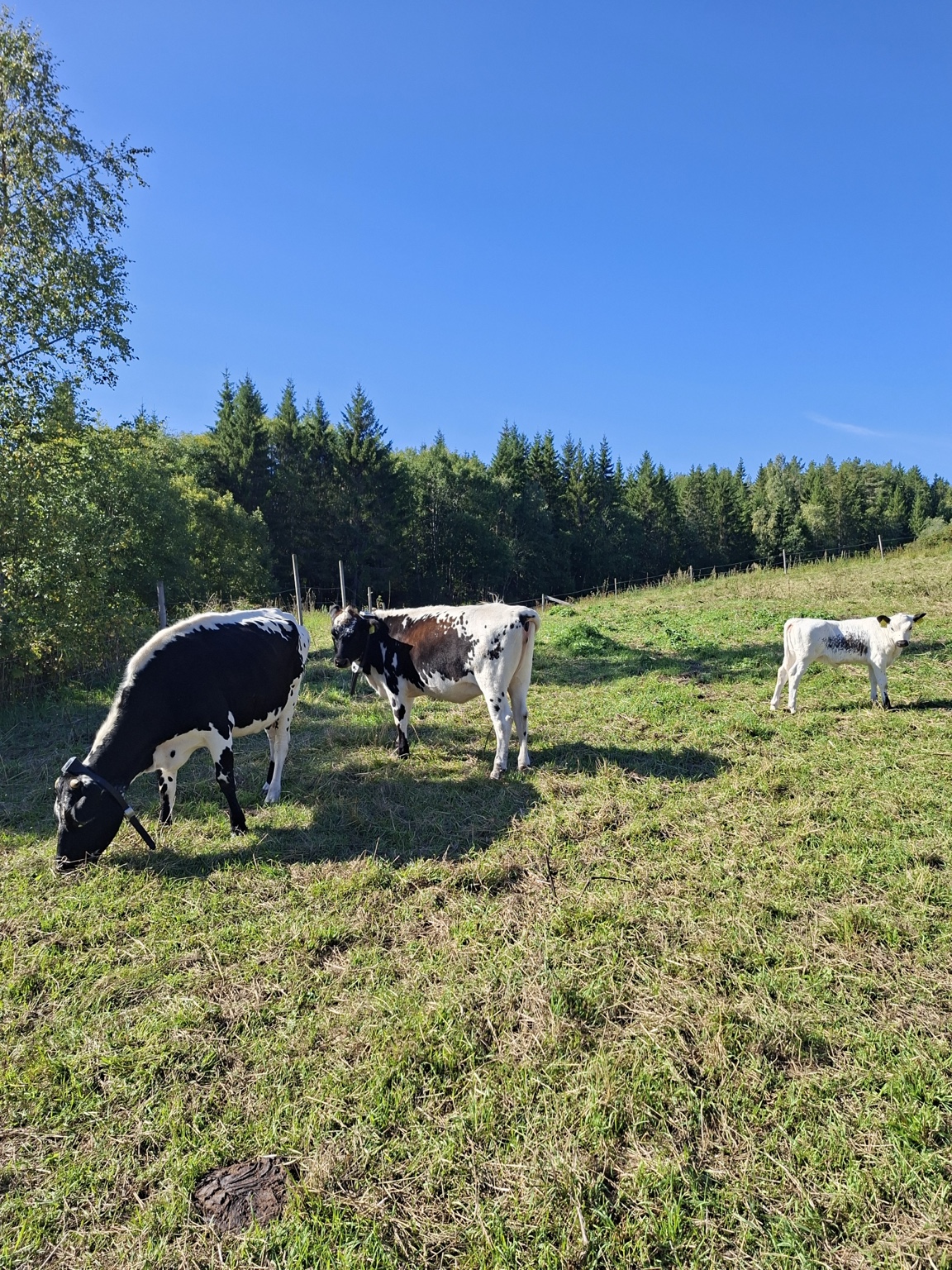 STN-kyrne Bjørk og Selje med kalven Freia på beite på Øvre Velo